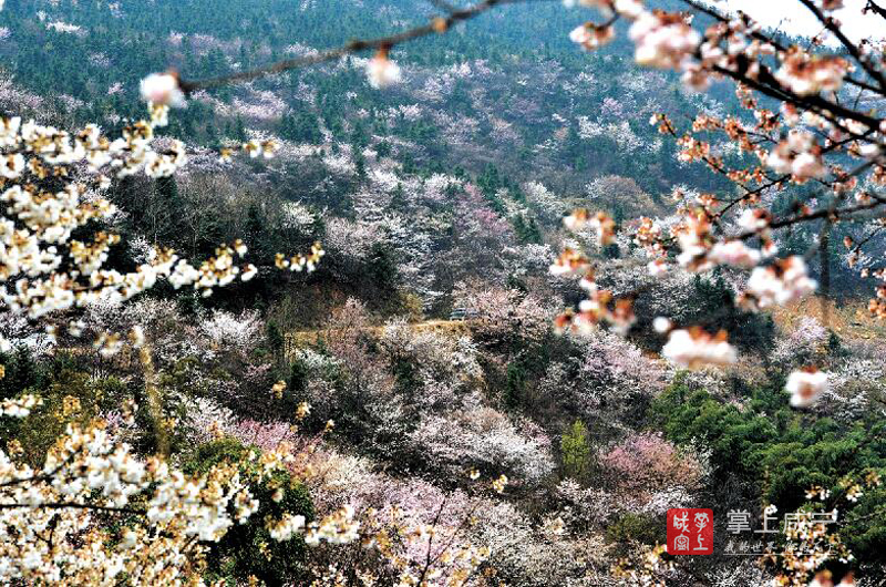 大幕叫响樱花小镇名片万亩野樱引爆生态旅游热