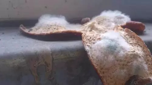 陈皮的常见变质现象 新鲜柑皮(特别是大红皮)中含有较多糖份,易