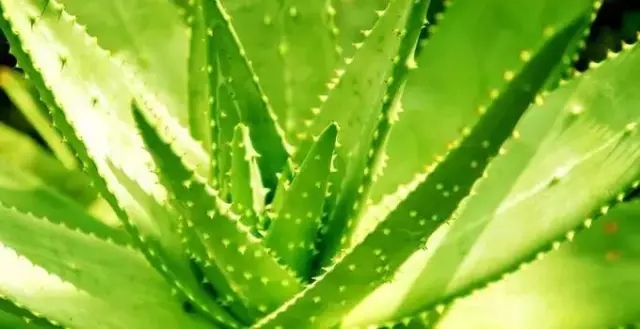 15.webp